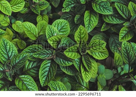 green leaves, close-up, plants, Nature, HD wallpaper green nature the perfect green leaves pictures