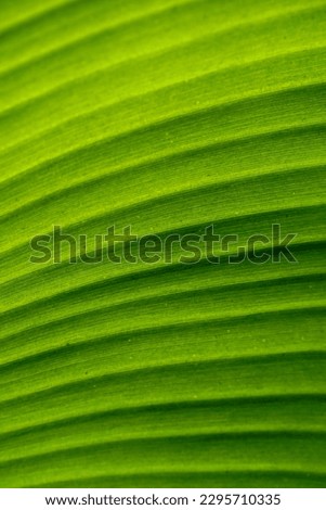 Macro photography of green leaves for the background.