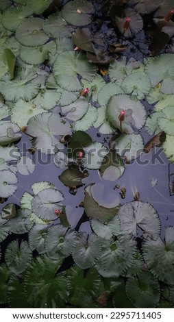 Background leaf lotus flower in the pond 