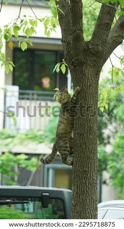 The cute cat climbing up on the tree