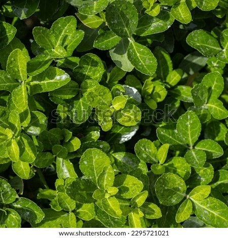 Green leaves pattern after rain background