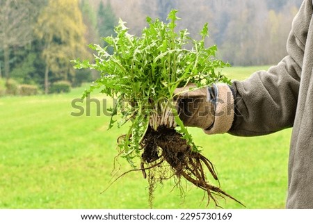 Gardeners hand holding a weed bunch, dandelion plant with large roots system. Royalty-Free Stock Photo #2295730169