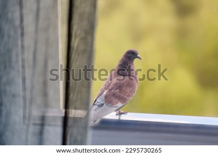 A pigeon is sitting on the window sill of a balcony against the background of forest trees. A brown pigeon is sitting outside by the window Royalty-Free Stock Photo #2295730265