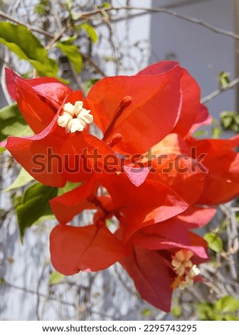 Closeup pictures of colorful flowers 