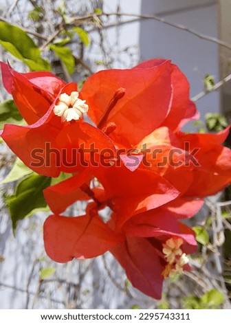 Closeup pictures of colorful flowers 