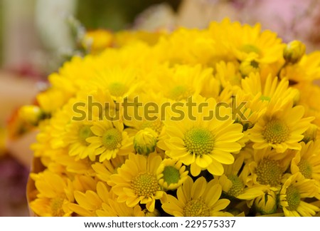 Bouquet of yellow chrysanthemums flower, color filter.