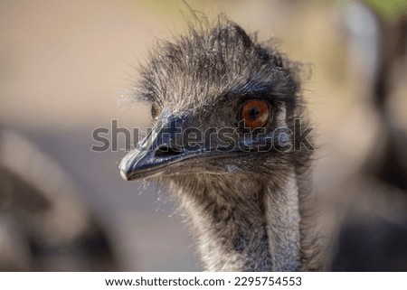 Portrait of Ostrich Emo looking to camera. Emo Straus head. High quality photo