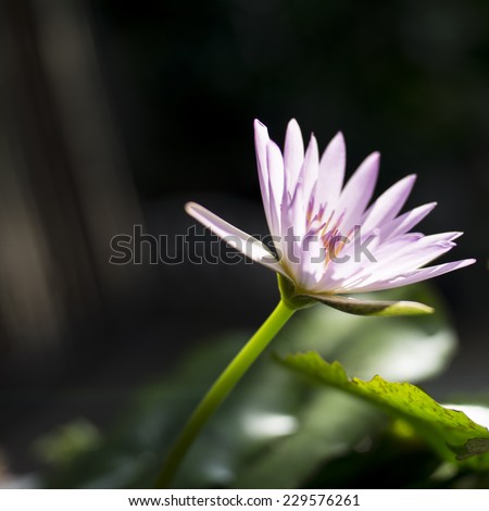 Pink Lotus in soft nature light
