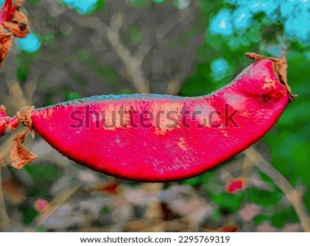 Beauty Natural Red Bean Picture 