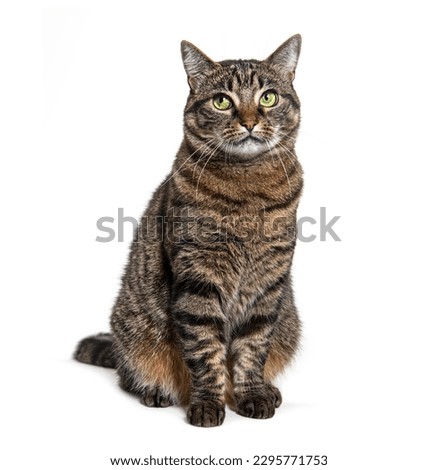 Tabby crossbreed cat, isolated on white