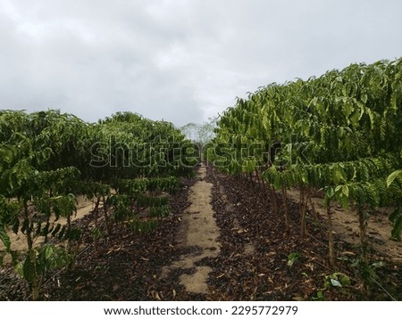 Young Conilon or Robusta coffee trees (Coffea canephora) in monoculture coffee plantation in Linhares, Espirito Santo, Brazil Royalty-Free Stock Photo #2295772979