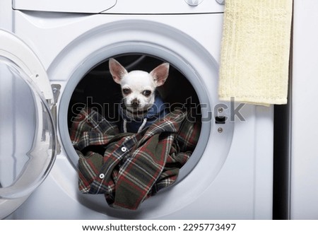 A small white chihuahua dog looks out of the open hatch while sitting in a washing machine among a pile of colorful laundry, looking warily at the camera. The dog is dressed in warm clothes.