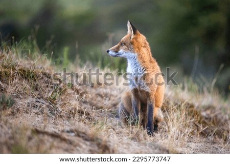 This picture shows a fox in his natural habitat. The picture is taken in the dunes of the Netherlands.
