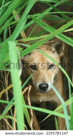 a dog behind rice stalks, a brown dog that looks dashing.