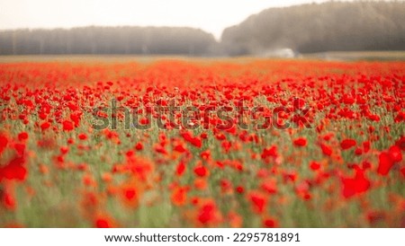 Poppy field in the morning. Landscape with red flowers. Selective focus.