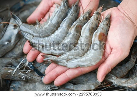 fresh shrimp prawns for cooking seafood food in the kitchen or buy shrimps on shop at the seafood market, white shrimp raw shrimps on hand washing shrimp on bowl Royalty-Free Stock Photo #2295783933