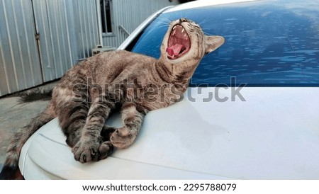 yawning cat photo.sleepy cat photos.lazy pet photos.pet yawning illustration.brown tabby cat illustration black.striped gray cat pictures.