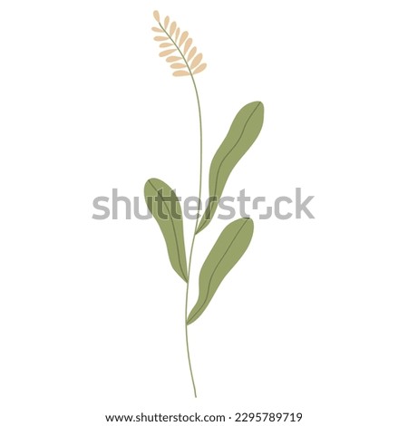 Vector illustration of field grass, flower, dry in flat style, isolated on a white background