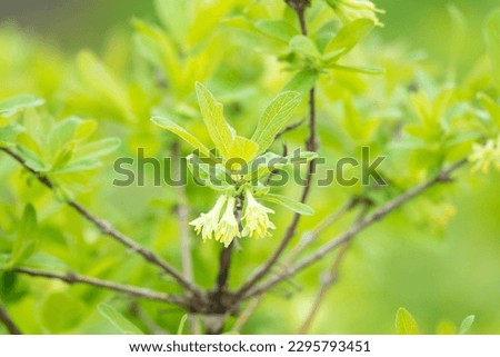 Blue honeysuckle flowering, Lonicera caerulea bloom in spring garden Royalty-Free Stock Photo #2295793451