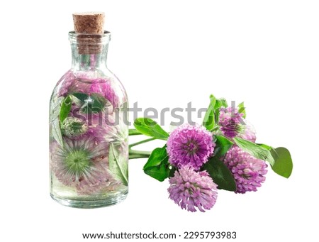 Clover tincture or infusion and clover flowers bunch, isolated.