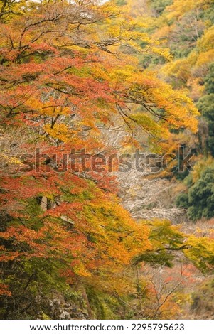 Autumn season (scenery of nature)