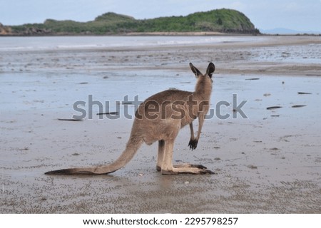 Kangaroo at Sunrise on Beach