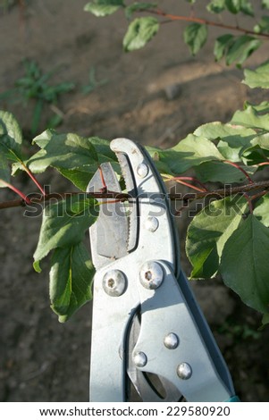 autumn scrap garden tree by means of greater metallic scissors