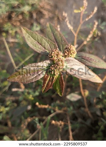 Euphorbia hirta, (Garden spurge, Asthma weed, Snake weed, Milkweeds), An outstanding of leaves and small flowers with green background.  Royalty-Free Stock Photo #2295809537