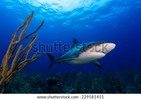 Caribbean reef shark and soft coral in Bahamas island