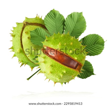 Fresh Horse Chestnut with leaves falling in the air isolated on white background, zero gravity conception, High resolutin image. Royalty-Free Stock Photo #2295819413