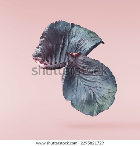 Fresh Leaves of the Red Cabbage falling in the air isolated on pink background. Food levitation or zero gravity conception. High resolution image.