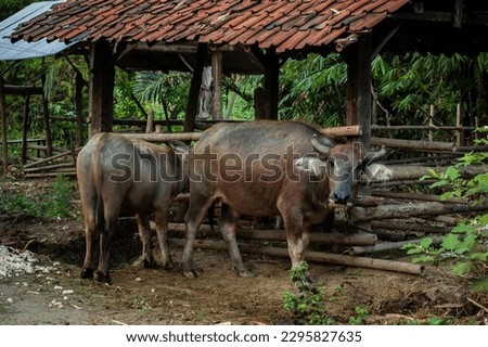 picture of Southeast Asia Water buffalo