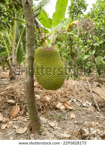 Jackfruit in the garden, Vietnam