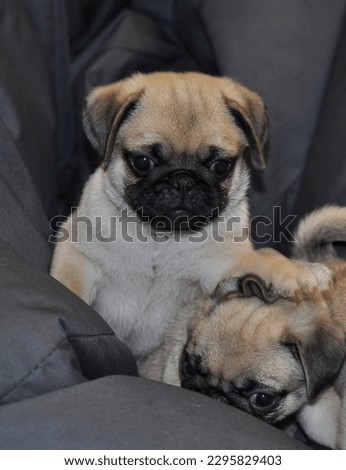 Pug puppy put paw on another puppy's head vertical stock photo 
