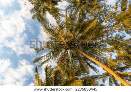 sunlit palm trees at sunset