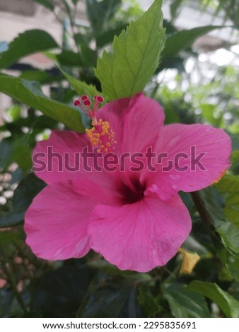 pink hibiscus flower in full bloom