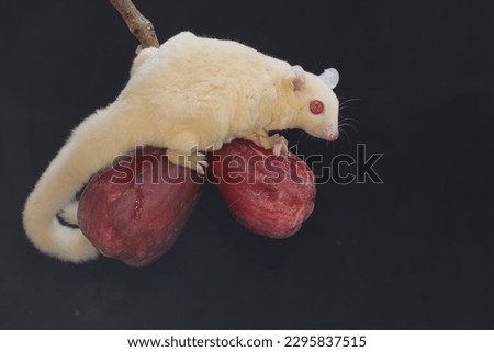An albino sugar glider eating a pink Malay apple. This mammal has the scientific name Petaurus breviceps.