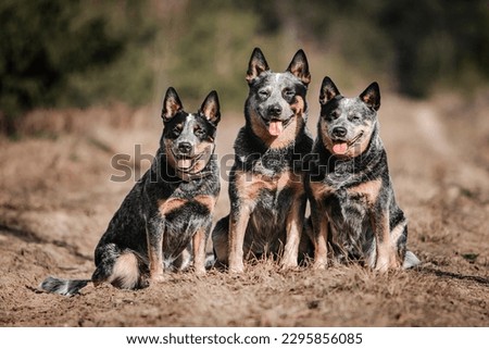 Australian cattle dog in spring Royalty-Free Stock Photo #2295856085