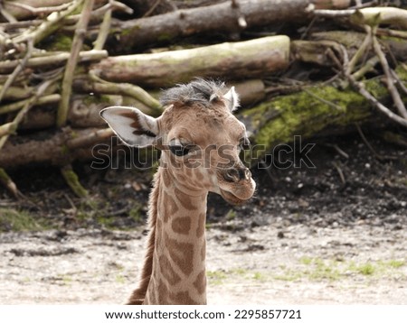 sweet giraffe with natural background in a zoo in Austria