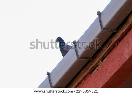 Bird standing on the roof at house. Bird roof background wallpaper. Selective focus. Open space area. 