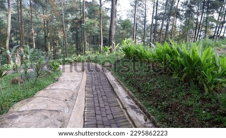 The pedestrian path in the middle of a pine forest is used to make it easier for pedestrians to climb up the hill.