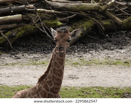 sweet giraffe with natural background in a zoo in Austria