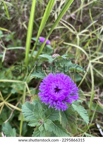 A beautiful Centratherum Punctatum, Brazilian Buttonbush, Brazillian Button Flower, little purple flower in the garden