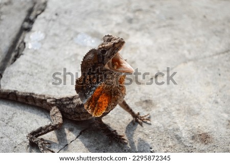 The frilled lizard is angry