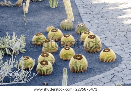 Pictures of the Cactus Garden in Lanzarote