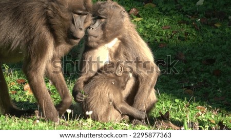 Gelada Baboon (Theropithecus gelada), female with young sitting on grass