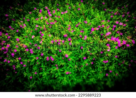Like the image to download garden flowers 