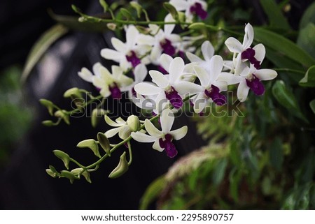 Blooming white orchid flowers and buds with dark and blurry green leaves background