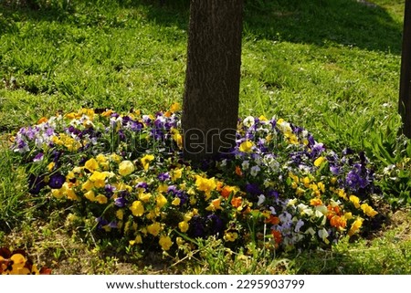 Colorful  flowers on a sunny day