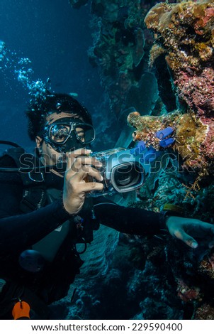Diver taking picture of tunicates in Derawan, Kalimantan, Indonesia underwater photo. These are Clavelina tunicates species.